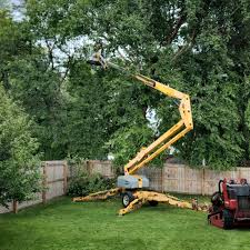 Trusted Humboldt Hill, CA Tree Services Experts