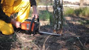 How Our Tree Care Process Works  in  Humboldt Hill, CA